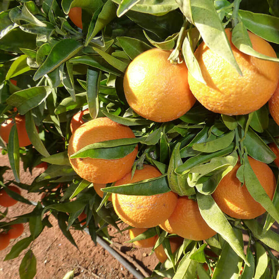 Station%20d'emballage%20kabbage%20souss%20(S.K