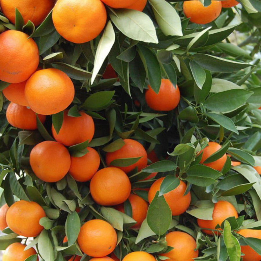 Station%20d'emballage%20kabbage%20souss%20(S.K